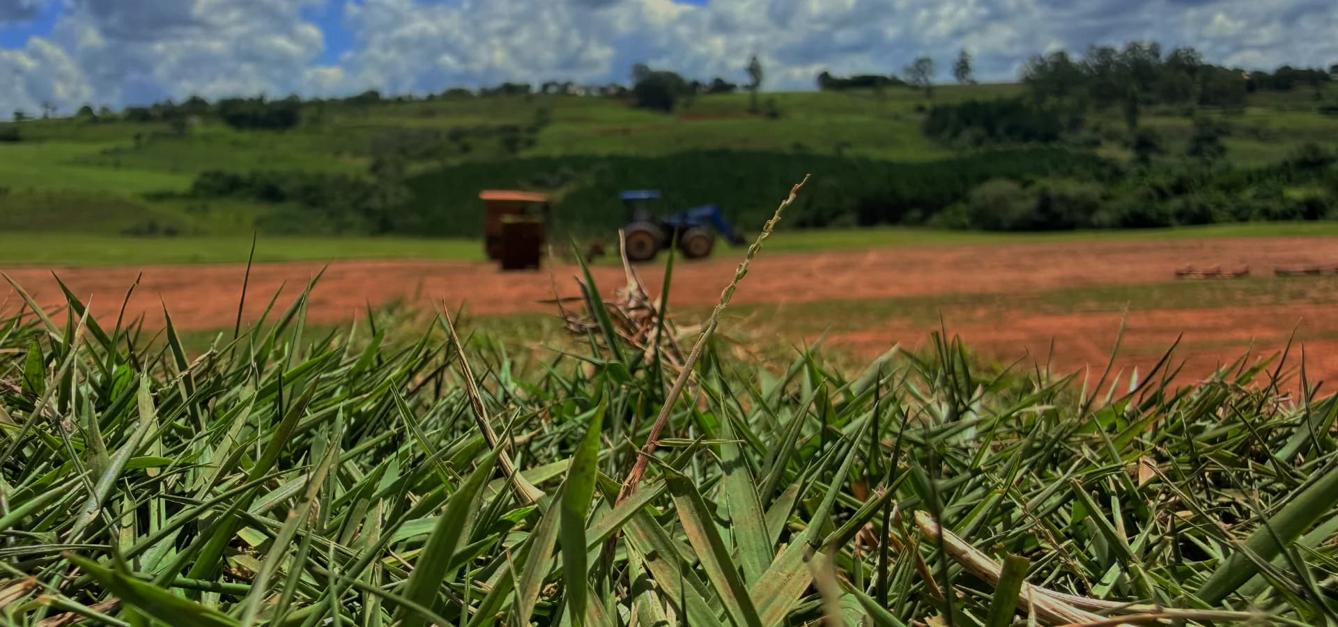 Visão ampla do campo de produção de Grama Esmeralda